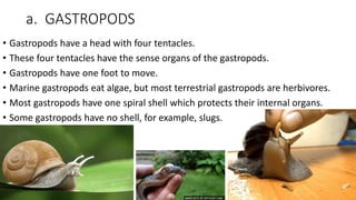 a. GASTROPODS
• Gastropods have a head with four tentacles.
• These four tentacles have the sense organs of the gastropods.
• Gastropods have one foot to move.
• Marine gastropods eat algae, but most terrestrial gastropods are herbivores.
• Most gastropods have one spiral shell which protects their internal organs.
• Some gastropods have no shell, for example, slugs.
 