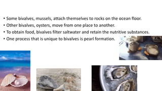 • Some bivalves, mussels, attach themselves to rocks on the ocean floor.
• Other bivalves, oysters, move from one place to another.
• To obtain food, bivalves filter saltwater and retain the nutritive substances.
• One process that is unique to bivalves is pearl formation.
 
