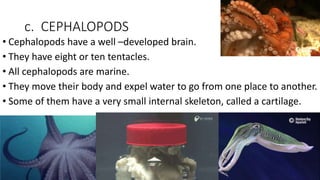 c. CEPHALOPODS
• Cephalopods have a well –developed brain.
• They have eight or ten tentacles.
• All cephalopods are marine.
• They move their body and expel water to go from one place to another.
• Some of them have a very small internal skeleton, called a cartilage.
 