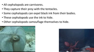 • All cephalopods are carnivores.
• They capture their prey with the tentacles.
• Some cephalopods can expel black ink from their bodies.
• These cephalopods use the ink to hide.
• Other cephalopods camouflage themselves to hide.
 