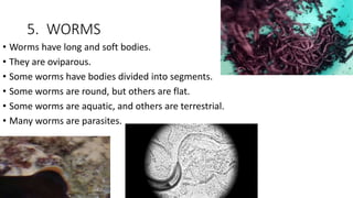 5. WORMS
• Worms have long and soft bodies.
• They are oviparous.
• Some worms have bodies divided into segments.
• Some worms are round, but others are flat.
• Some worms are aquatic, and others are terrestrial.
• Many worms are parasites.
 