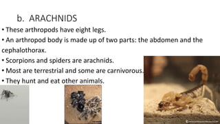 b. ARACHNIDS
• These arthropods have eight legs.
• An arthropod body is made up of two parts: the abdomen and the
cephalothorax.
• Scorpions and spiders are arachnids.
• Most are terrestrial and some are carnivorous.
• They hunt and eat other animals.
 