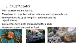 c. CRUSTACEANS
• Most crustaceans are aquatic.
• Many have ten legs, two pairs of antennae and compound eyes.
• The body is made up of two parts: abdomen and the
cephalothorax.
• Crustaceans have joints and can bend their body.
• Many crustaceans are used for food.
 
