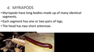 d. MYRIAPODS
•Myriapods have long bodies made up of many identical
segments.
•Each segment has one or two pairs of legs.
•The head has two short antennae.
 