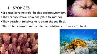 1. SPONGES
• Sponges have irregular bodies and no symmetry.
• They cannot move from one place to another.
• They attach themselves to rocks or the sea floor.
• They filter seawater and retain the nutritive substances for food.
 