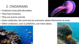 2. CNIDARIANS
• Cnidarians have jelly-like bodies.
• They have tentacles.
• They are marine animals.
• Some cnidarians, the coral and sea anemone, attach themselves to rocks.
• Other cnidarians, such as jellyfishes, can move about.
 