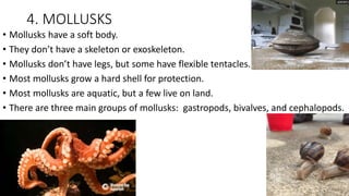 4. MOLLUSKS
• Mollusks have a soft body.
• They don’t have a skeleton or exoskeleton.
• Mollusks don’t have legs, but some have flexible tentacles.
• Most mollusks grow a hard shell for protection.
• Most mollusks are aquatic, but a few live on land.
• There are three main groups of mollusks: gastropods, bivalves, and cephalopods.
 