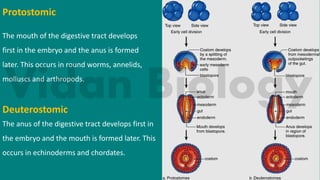 Protostomic
The mouth of the digestive tract develops
first in the embryo and the anus is formed
later. This occurs in round worms, annelids,
molluscs and arthropods.
Deuterostomic
The anus of the digestive tract develops first in
the embryo and the mouth is formed later. This
occurs in echinoderms and chordates.
 