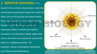 1. Spherical symmetry: It is
found in the animals whose body is ball-like
and all planes passing through the center of
body will cut the animal into equal halves.
This type of symmetry is suited for rolling
movement, for floating in water or in
sedentary habits in which case food is
available in all directions. Body organs like
cilia or tentacles are located all around the
body in a radiating manner. For
example, Volvox, Actinophrys (Heliozoa)
and Thalassicola (Radiolaria)
 