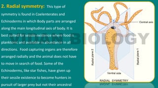 2. Radial symmetry: This type of
symmetry is found in Coelenterates and
Echinoderms in which Body parts are arranged
along the main longitudinal axis of body. It is
best suited for sessile existence where food is
planktonic and available in abundance in all
directions. Food capturing organs are therefore
arranged radially and the animal does not have
to move in search of food. Some of the
Echinoderms, like star fishes, have given up
their sessile existence to become hunters in
pursuit of larger prey but not their ancestral
 