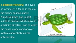 4. Bilateral symmetry: This type
of symmetry is found in most of
the higher animals above
Platyhelminthes and is best
suited in animals which move in
a definite direction, due to which
the sense organs and nervous
system concentrate on the
anterior side
 