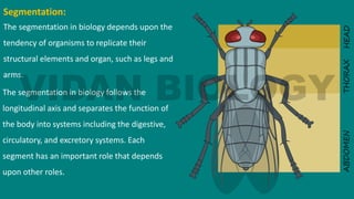 Segmentation:
The segmentation in biology depends upon the
tendency of organisms to replicate their
structural elements and organ, such as legs and
arms.
The segmentation in biology follows the
longitudinal axis and separates the function of
the body into systems including the digestive,
circulatory, and excretory systems. Each
segment has an important role that depends
upon other roles.
 