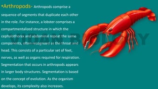 •Arthropods- Arthropods comprise a
sequence of segments that duplicate each other
in the role. For instance, a lobster comprises a
compartmentalized structure in which the
cephalothorax and abdominal repeat the same
components, often recognized as the throat and
head. This consists of a particular set of feet,
nerves, as well as organs required for respiration.
Segmentation that occurs in arthropods appears
in larger body structures. Segmentation is based
on the concept of evolution. As the organism
develops, its complexity also increases.
 