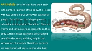 •Annelids-The annelids have their brain
in the anterior portion of the body. It is joined
with two ventral nerve cords with segmental
ganglia. Annelids are the living organisms
belonging to the phylum “Annelida”. They are
worms and contain various segments on their
body surface. These segments are arranged
one after the other, and they help in the
locomotion of annelids. Therefore, annelids
are organisms that have a segmented body
 
