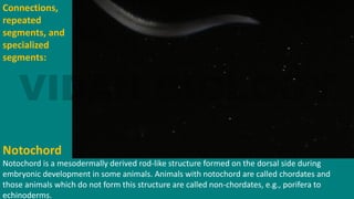 Connections,
repeated
segments, and
specialized
segments:
Notochord
Notochord is a mesodermally derived rod-like structure formed on the dorsal side during
embryonic development in some animals. Animals with notochord are called chordates and
those animals which do not form this structure are called non-chordates, e.g., porifera to
echinoderms.
 