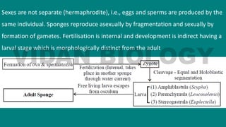 Sexes are not separate (hermaphrodite), i.e., eggs and sperms are produced by the
same individual. Sponges reproduce asexually by fragmentation and sexually by
formation of gametes. Fertilisation is internal and development is indirect having a
larval stage which is morphologically distinct from the adult
 