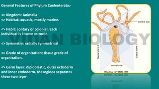 General Features of Phylum Coelenterata:-
<> Kingdom: Animalia
<> Habitat: aquatic, mostly marine.
<> Habit: solitary or colonial. Each
individual is known as zooid.
<> Symmetry: radially symmetrical
<> Grade of organization: tissue grade of
organization.
<> Germ layer: diploblastic, outer ectoderm
and inner endoderm. Mesogloea separates
these two layer
 