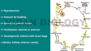 <> Reproduction:
<> Asexual: by budding
<> Sexual: by gametic fusion
<> Fertilization: internal or external
<> Development: indirect with larval stage
<>(Koilos: hollow, enteron: cavity)
 