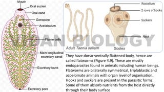 They have dorso-ventrally flattened body, hence are
called flatworms (Figure 4.9). These are mostly
endoparasites found in animals including human beings.
Flatworms are bilaterally symmetrical, triploblastic and
acoelomate animals with organ level of organisation.
Hooks and suckers are present in the parasitic forms.
Some of them absorb nutrients from the host directly
through their body surface
 