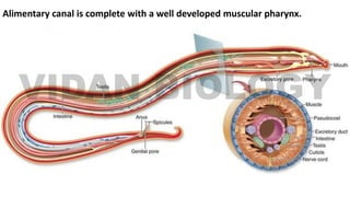 Alimentary canal is complete with a well developed muscular pharynx.
 