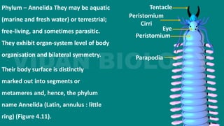 Phylum – Annelida They may be aquatic
(marine and fresh water) or terrestrial;
free-living, and sometimes parasitic.
They exhibit organ-system level of body
organisation and bilateral symmetry.
Their body surface is distinctly
marked out into segments or
metameres and, hence, the phylum
name Annelida (Latin, annulus : little
ring) (Figure 4.11).
Tentacle
Eye
Peristomium
Peristomium
Cirri
Parapodia
 