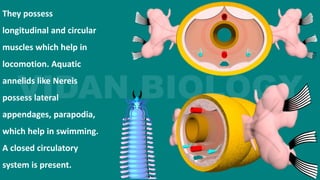 They possess
longitudinal and circular
muscles which help in
locomotion. Aquatic
annelids like Nereis
possess lateral
appendages, parapodia,
which help in swimming.
A closed circulatory
system is present.
 