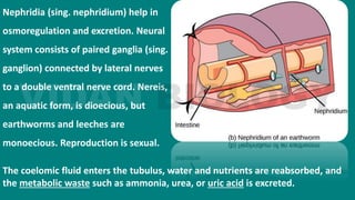 The coelomic fluid enters the tubulus, water and nutrients are reabsorbed, and
the metabolic waste such as ammonia, urea, or uric acid is excreted.
Nephridia (sing. nephridium) help in
osmoregulation and excretion. Neural
system consists of paired ganglia (sing.
ganglion) connected by lateral nerves
to a double ventral nerve cord. Nereis,
an aquatic form, is dioecious, but
earthworms and leeches are
monoecious. Reproduction is sexual.
 