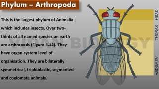 Phylum – Arthropoda
This is the largest phylum of Animalia
which includes insects. Over two-
thirds of all named species on earth
are arthropods (Figure 4.12). They
have organ-system level of
organisation. They are bilaterally
symmetrical, triploblastic, segmented
and coelomate animals.
 