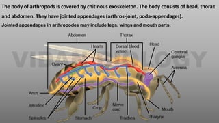 The body of arthropods is covered by chitinous exoskeleton. The body consists of head, thorax
and abdomen. They have jointed appendages (arthros-joint, poda-appendages).
Jointed appendages in arthropodes may include legs, wings and mouth parts.
 