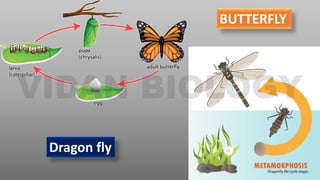 BUTTERFLY
Dragon fly
 