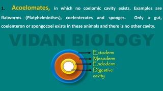1. Acoelomates, in which no coelomic cavity exists. Examples are
flatworms (Platyhelminthes), coelenterates and sponges. Only a gut,
coelenteron or spongocoel exists in these animals and there is no other cavity.
Ectoderm
Mesoderm
Endoderm
Digestive
cavity
 