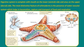 Digestive system is complete with mouth on the lower (ventral) side and anus on the upper
(dorsal) side. The most distinctive feature of echinoderms is the presence of water vascular
system which helps in locomotion, capture and transport of food and respiration
 