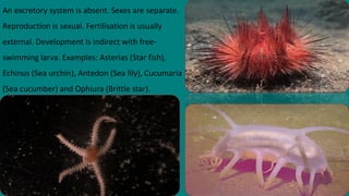 An excretory system is absent. Sexes are separate.
Reproduction is sexual. Fertilisation is usually
external. Development is indirect with free-
swimming larva. Examples: Asterias (Star fish),
Echinus (Sea urchin), Antedon (Sea lily), Cucumaria
(Sea cucumber) and Ophiura (Brittle star).
 