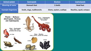 Animal system Gastropods Bivalves Cephalopods
Meaning of name Stomach foot 2 shells Head foot
Example Organisms Snails, slugs, nudibranchs Clams, oysters, scallops Nautilus, squid, octopus
 