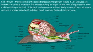 4.2.8 Phylum – Mollusca This is the second largest animal phylum (Figure 4.13). Molluscs are
terrestrial or aquatic (marine or fresh water) having an organ-system level of organisation. They
are bilaterally symmetrical, triploblastic and coelomate animals. Body is covered by a calcareous
shell and is unsegmented with a distinct head, muscular foot and visceral hump
 