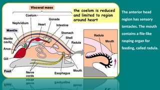 The anterior head
region has sensory
tentacles. The mouth
contains a file-like
rasping organ for
feeding, called radula.
 
