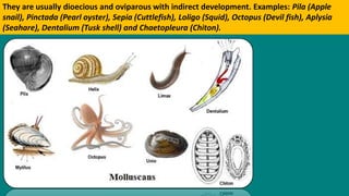 They are usually dioecious and oviparous with indirect development. Examples: Pila (Apple
snail), Pinctada (Pearl oyster), Sepia (Cuttlefish), Loligo (Squid), Octopus (Devil fish), Aplysia
(Seahare), Dentalium (Tusk shell) and Chaetopleura (Chiton).
 