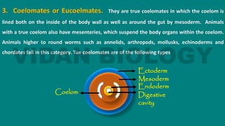 3. Coelomates or Eucoelmates. They are true coelomates in which the coelom is
lined both on the inside of the body wall as well as around the gut by mesoderm. Animals
with a true coelom also have mesenteries, which suspend the body organs within the coelom.
Animals higher to round worms such as annelids, arthropods, mollusks, echinoderms and
chordates fall in this category. Tue coelomates are of the following types
Ectoderm
Mesoderm
Endoderm
Digestive
cavity
Coelom
 