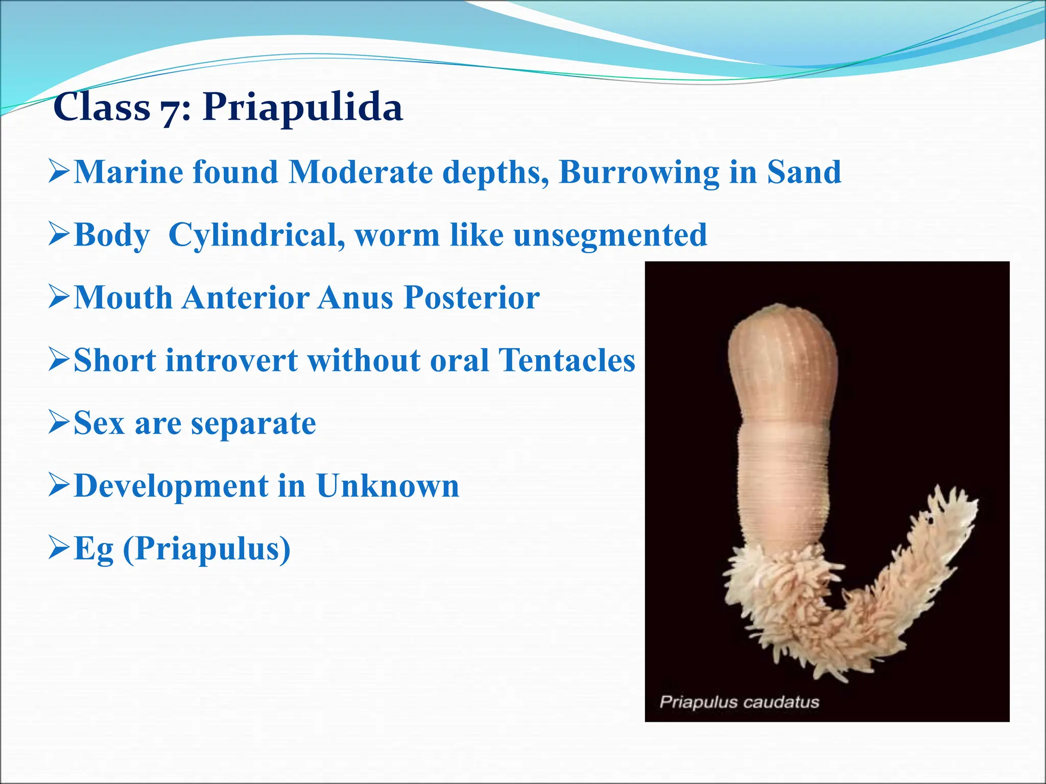 Zoology Study - Invertebrates | PPT