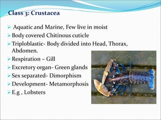 Zoology Study - Invertebrates | PPT