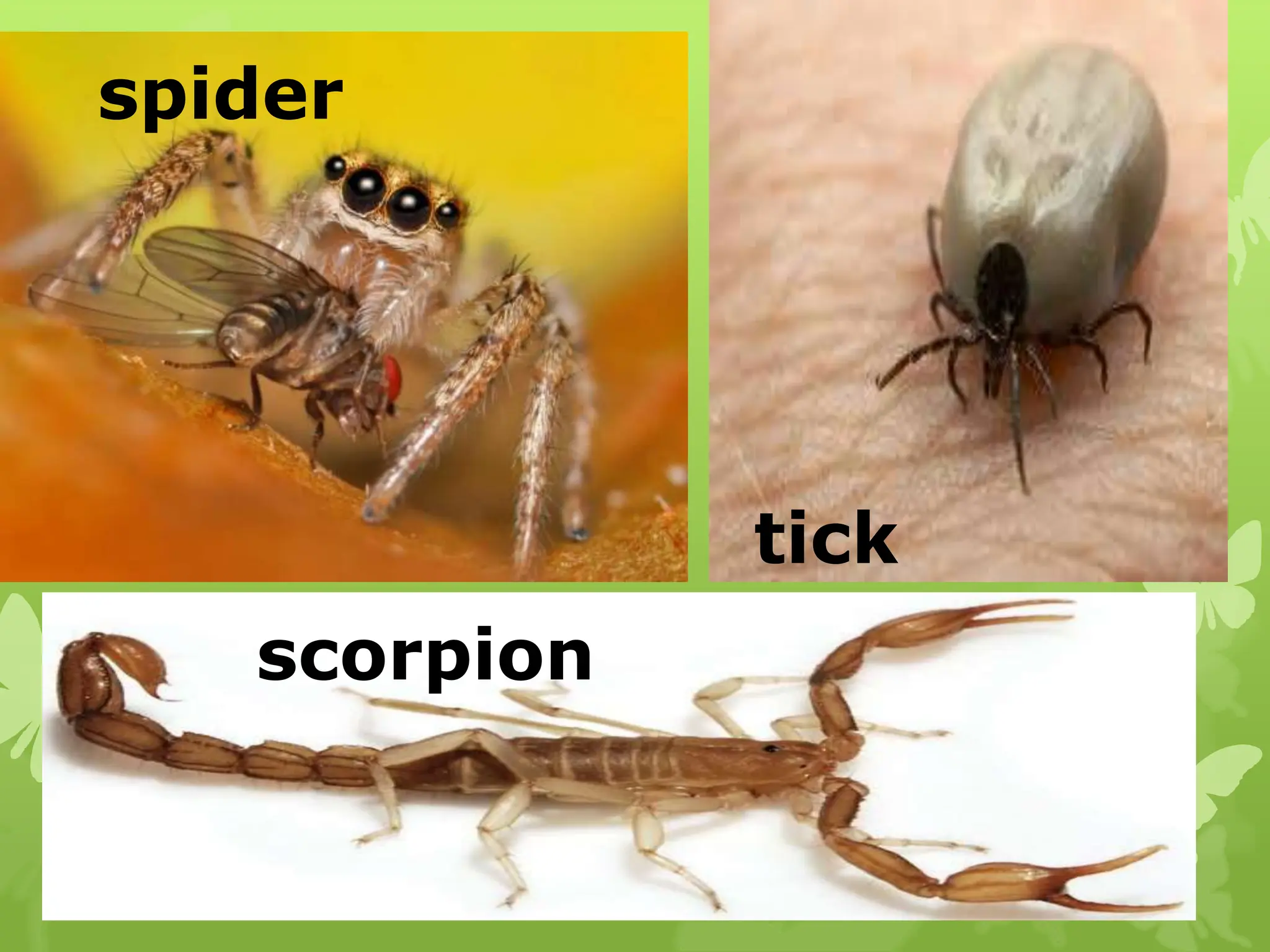 SCIENCE INVERTEBRATES ANIMALS TOPIC FOR GRADE SIX PUPILS | PPTX