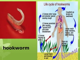 Hookworms Examples SCIENCE INVERTEBRATES ANIMALS TOPIC FOR GRADE SIX PUPILS | PPTX