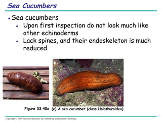 general zoology first year Invertebrates.ppt.pptx