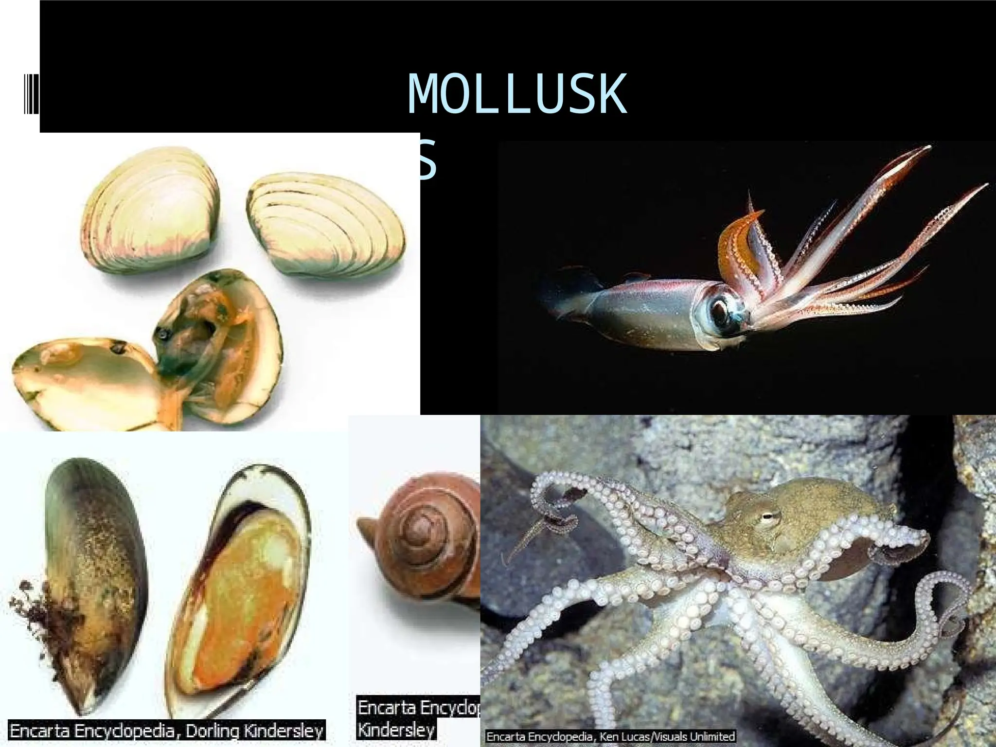 MOLLUSK
S
 