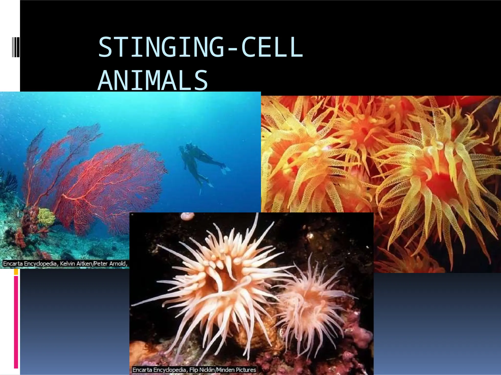 STINGING-CELL
ANIMALS
 