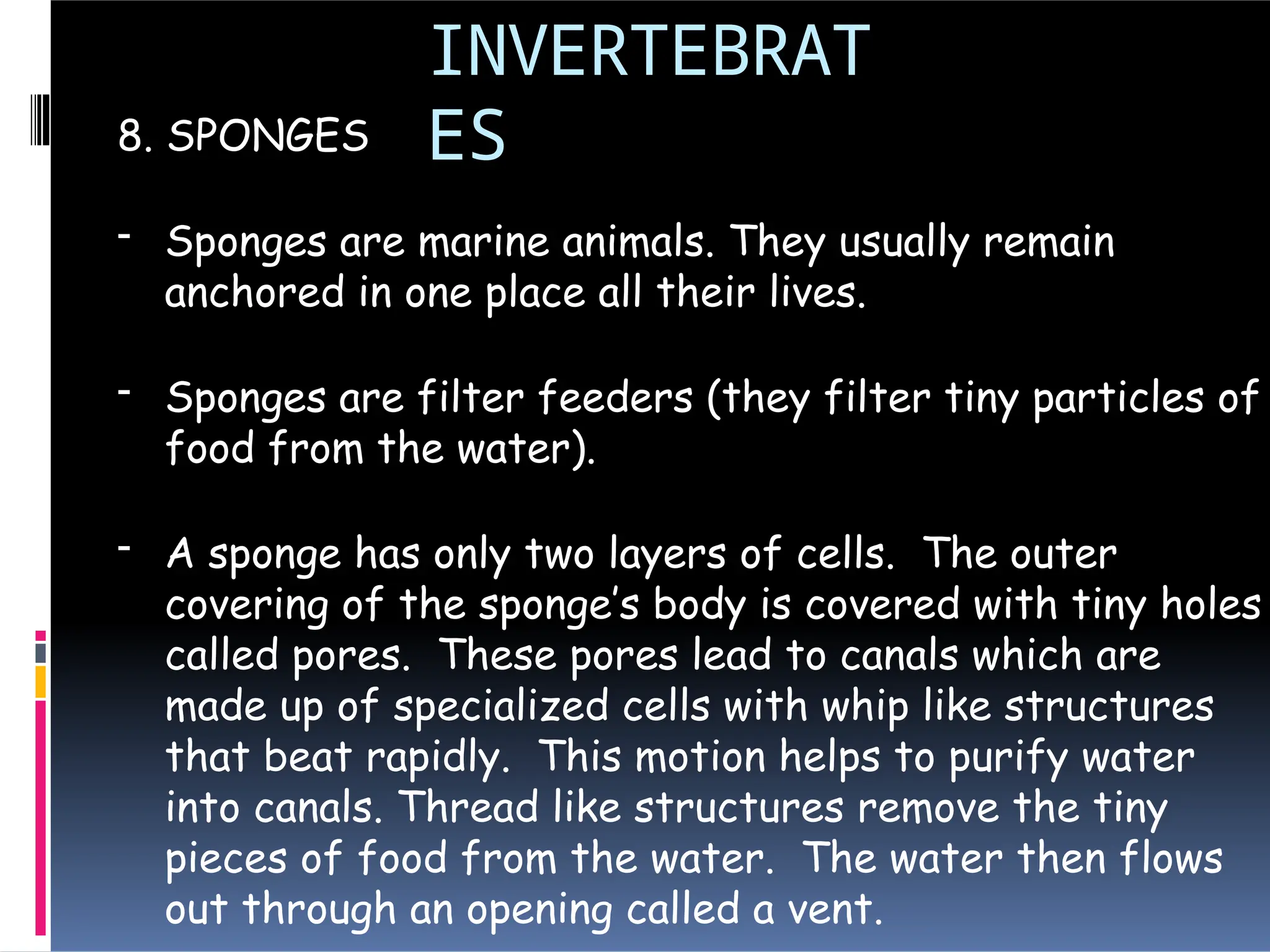 INVERTEBRAT
ES
8. SPONGES
- Sponges are marine animals. They usually remain
anchored in one place all their lives.
- Sponges are filter feeders (they filter tiny particles of
food from the water).
- A sponge has only two layers of cells. The outer
covering of the sponge’s body is covered with tiny holes
called pores. These pores lead to canals which are
made up of specialized cells with whip like structures
that beat rapidly. This motion helps to purify water
into canals. Thread like structures remove the tiny
pieces of food from the water. The water then flows
out through an opening called a vent.
 