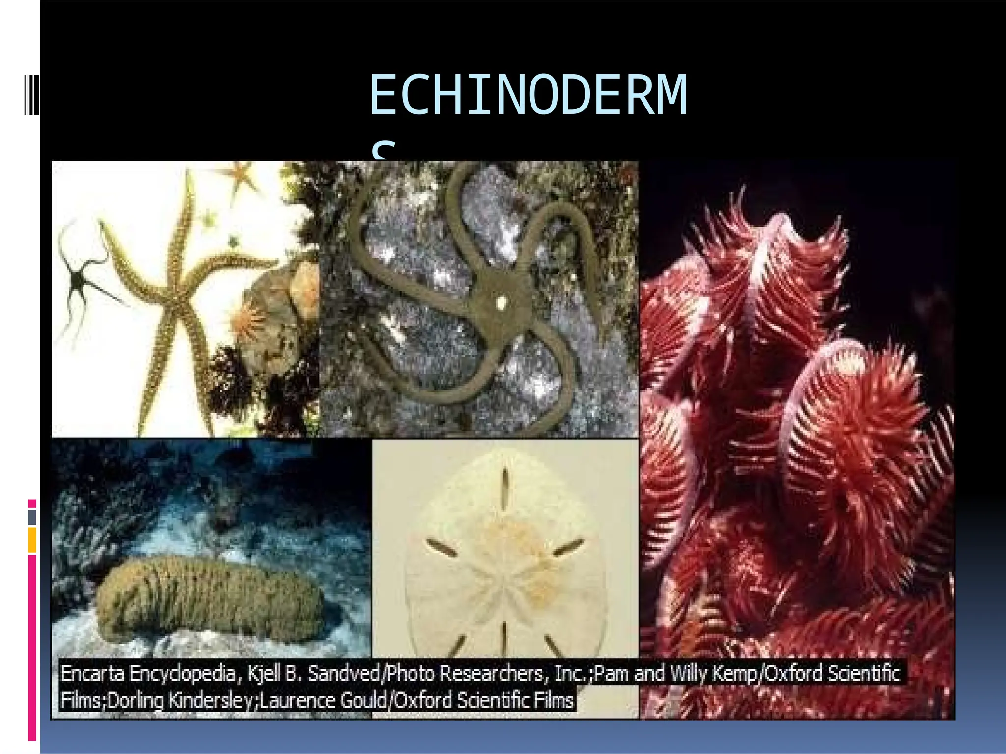 ECHINODERM
S
 