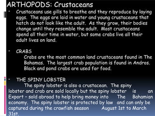 ARTHOPODS: Crustaceans
- Crustaceans use gills to breathe and they reproduce by laying
eggs. The eggs are laid in water and young crustaceans that
hatch do not look like the adult. As they grow, their bodies
change until they resemble the adult. Most crustaceans
spend all their time in water, but some crabs live all their
adult lives on land.
- CRABS
Crabs are the most common land crustaceans found in The
Bahamas. The largest crab population is found in Andros.
Black and pond crabs are used for food.
- THE SPINY LOBSTER
The spiny lobster is also a crustacean. The spiny
lobster and crab are sold locally but the spiny lobster is an
Export – sold abroad to help bring money into The Bahamian
economy. The spiny lobster is protected by law and can only be
captured during the crawfish season August 1st to March
31st.
 