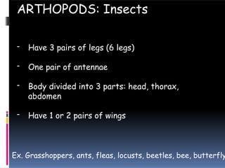 - Have 3 pairs of legs (6 legs)
- One pair of antennae
- Body divided into 3 parts: head, thorax,
abdomen
- Have 1 or 2 pairs of wings
ARTHOPODS: Insects
Ex. Grasshoppers, ants, fleas, locusts, beetles, bee, butterfly
 
