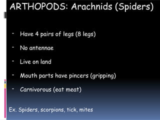 - Have 4 pairs of legs (8 legs)
- No antennae
- Live on land
- Mouth parts have pincers (gripping)
- Carnivorous (eat meat)
ARTHOPODS: Arachnids (Spiders)
Ex. Spiders, scorpions, tick, mites
 